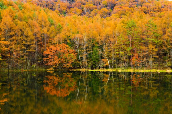 【栃木県内発】 ~絶景の信州紅葉ハイライト~ 紅葉と青の湖面「箕輪ダムもみじ湖」「長円寺」「御射鹿池」 60年に一度の火の馬年に行く!諏訪大社四社まいり 2日間2